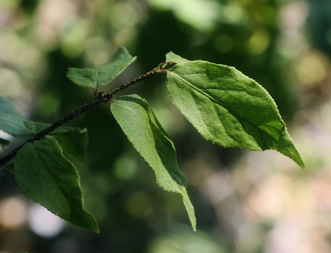 Image of Euonymus verrucosus specimen.