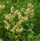 Thalictrum appendiculatum