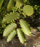 Zelkova carpinifolia