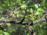 Prunus stepposa. Ветвь с цветками. Крым, Байдарская долина. 7 мая 2010 г.