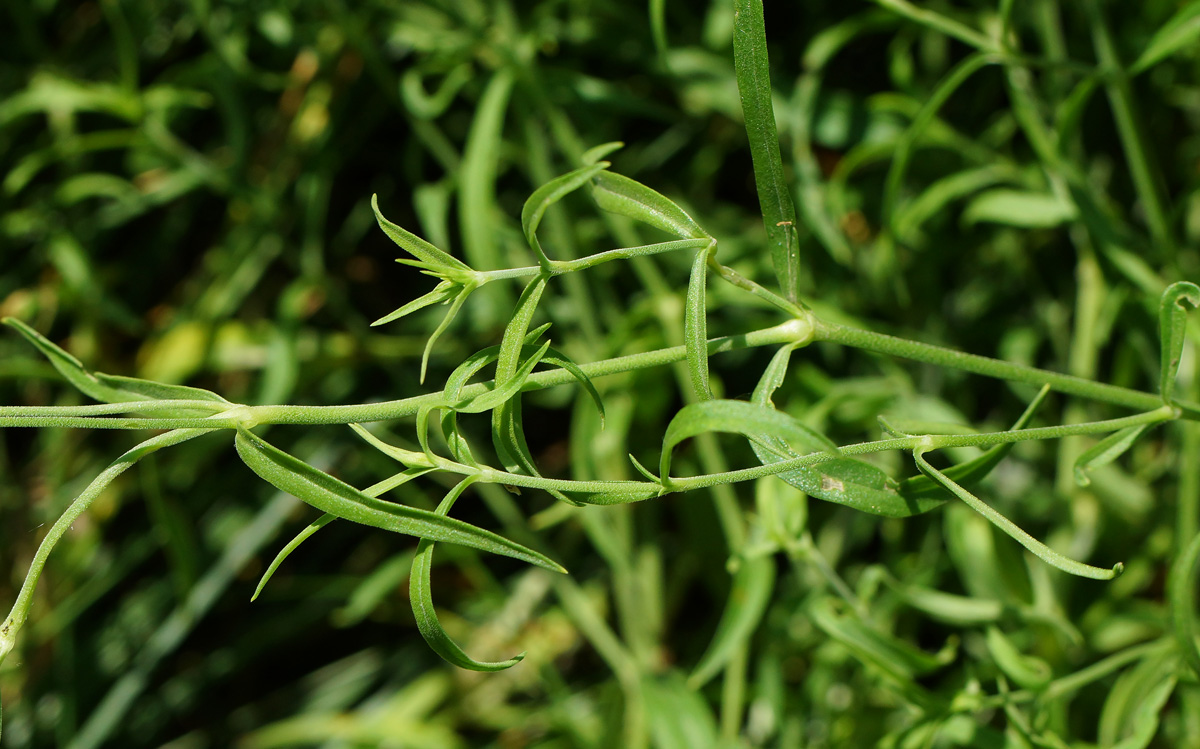 Image of Silene amoena specimen.