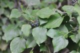 genus Hedera. Соплодия и листья. Республика Адыгея, левый берег руч. Руфабго, крутой склон скалы Парус. 28.04.2018.