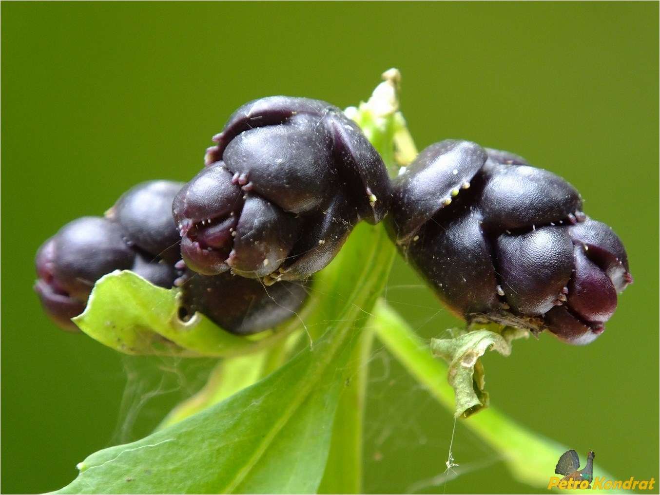 Изображение особи Cardamine bulbifera.