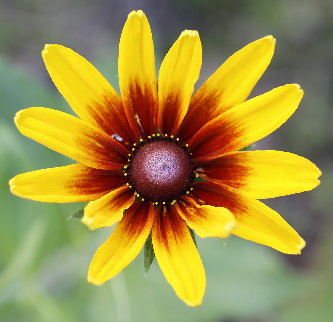 Изображение особи род Rudbeckia.