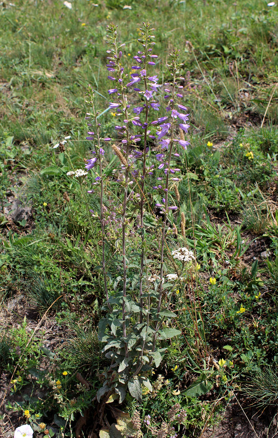 Изображение особи Campanula bononiensis.