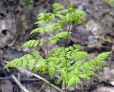 Gymnocarpium dryopteris