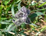 Aconitum delphiniifolium