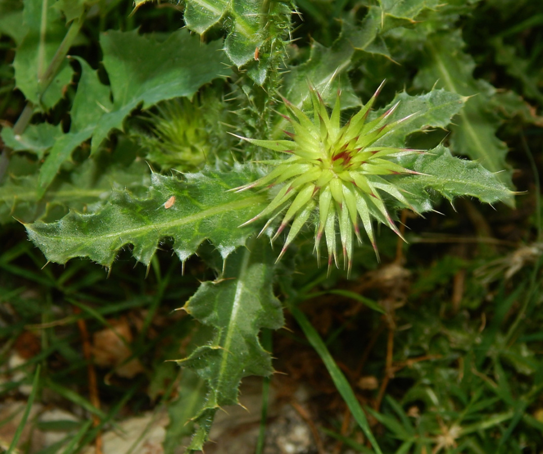 Image of genus Carduus specimen.