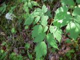 Actaea erythrocarpa