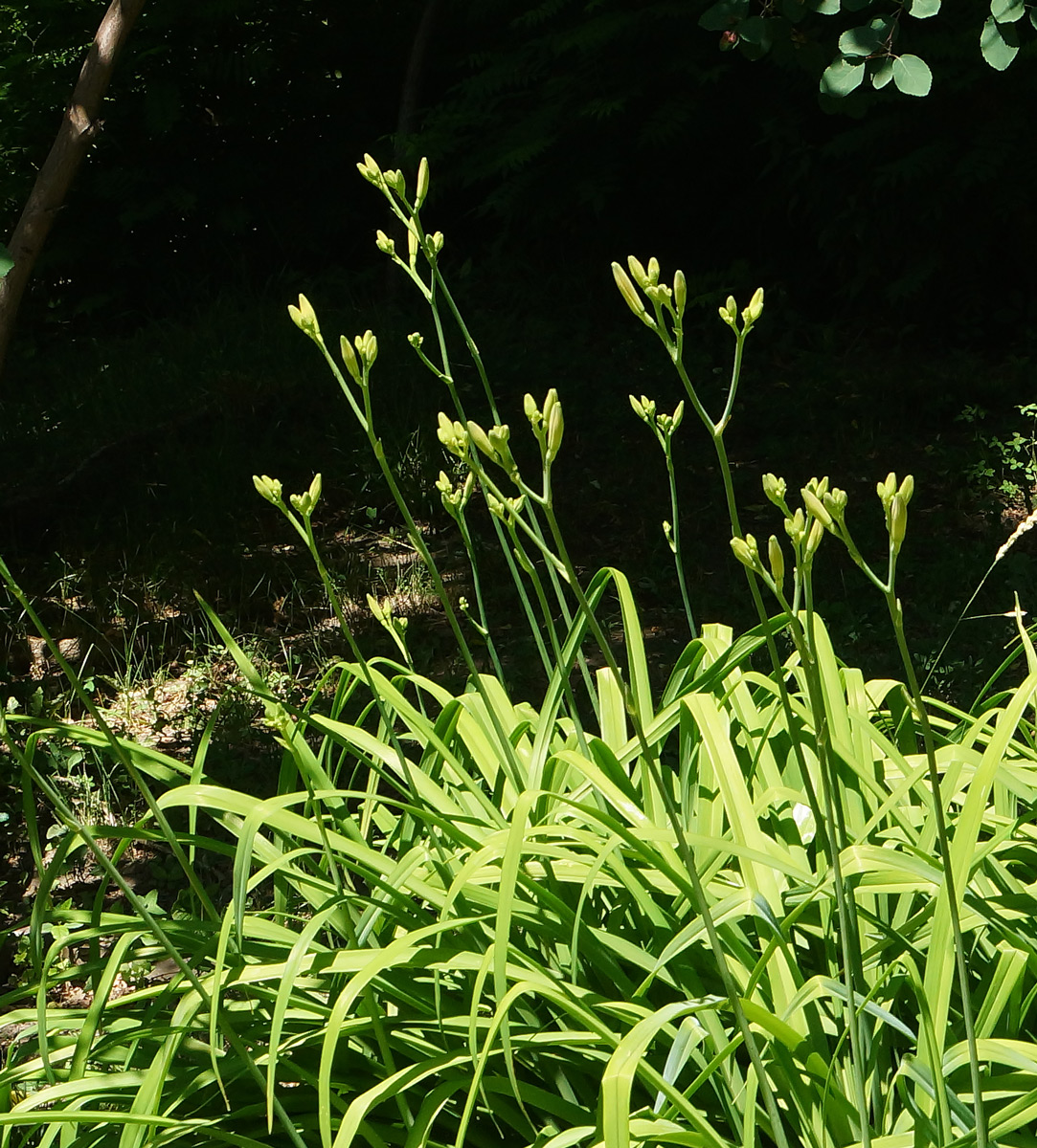 Image of Hemerocallis fulva specimen.