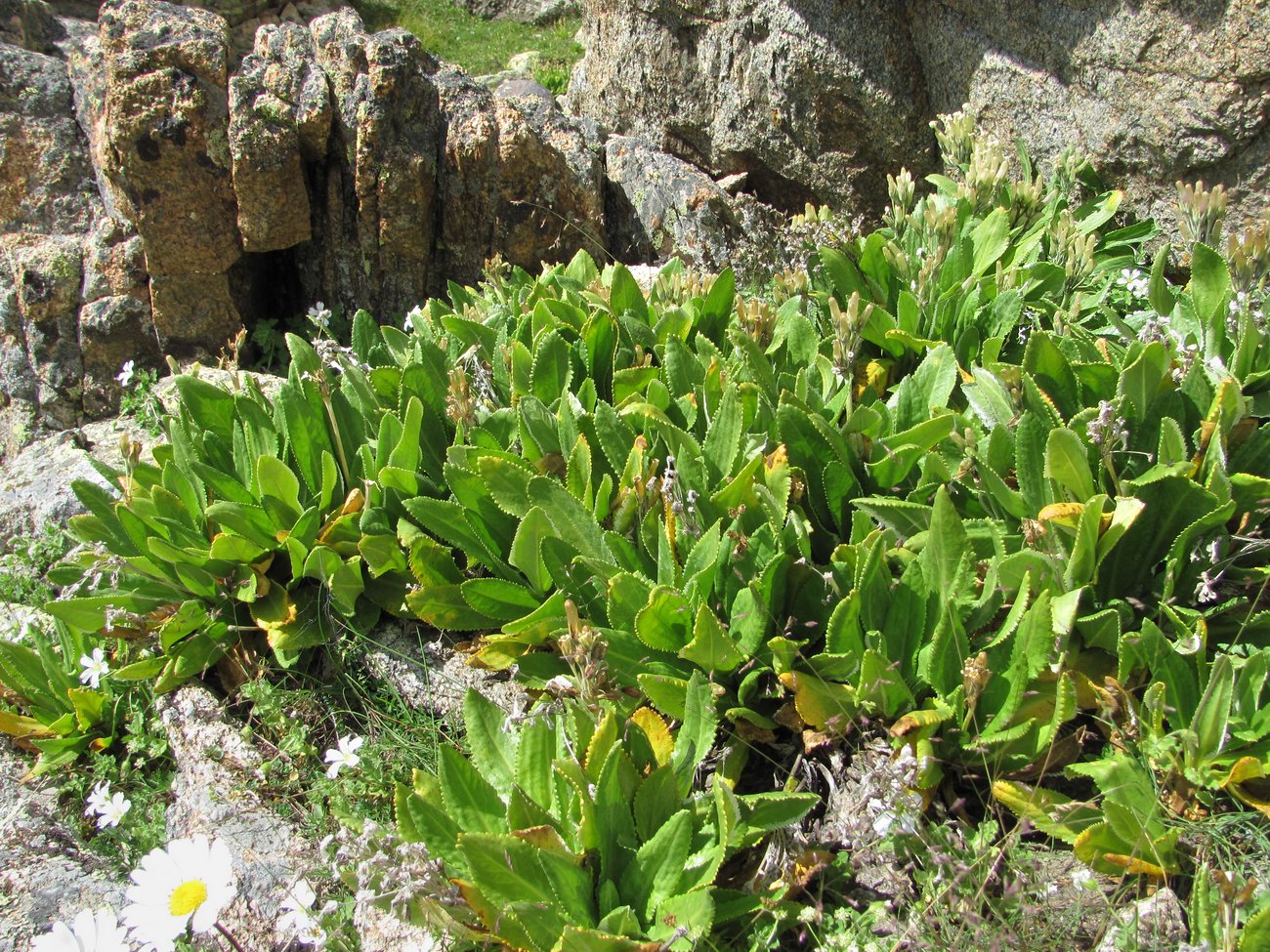 Image of Primula bayernii specimen.