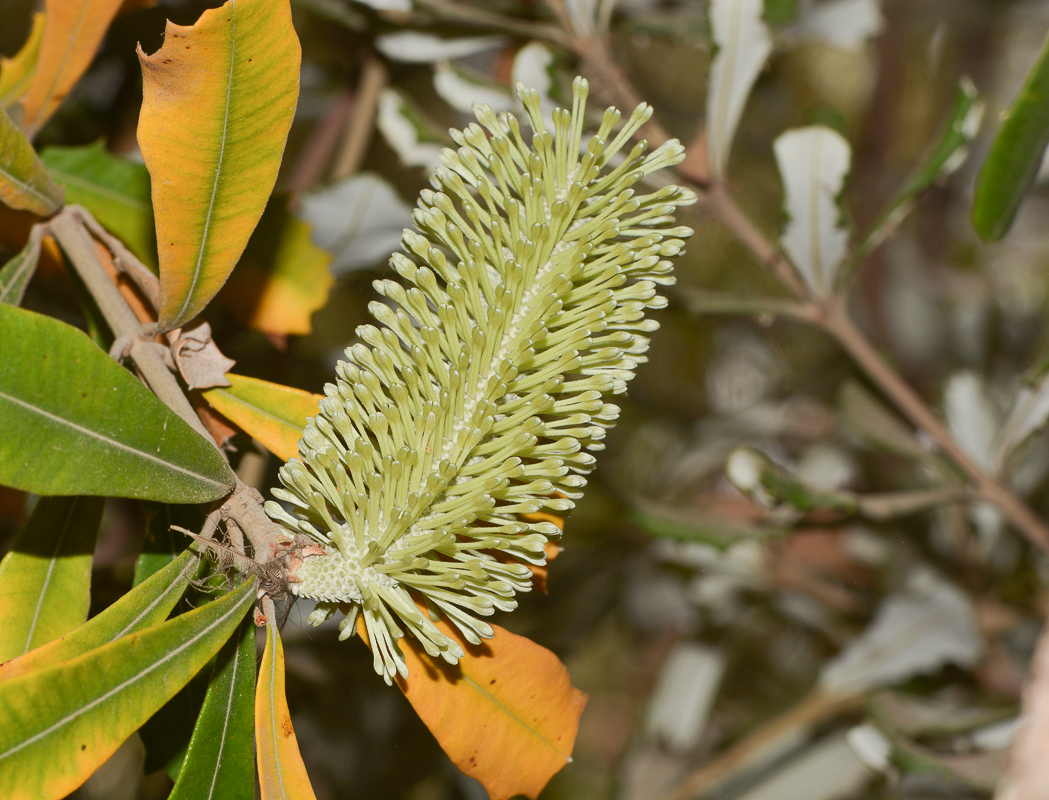 Image of Banksia integrifolia specimen.