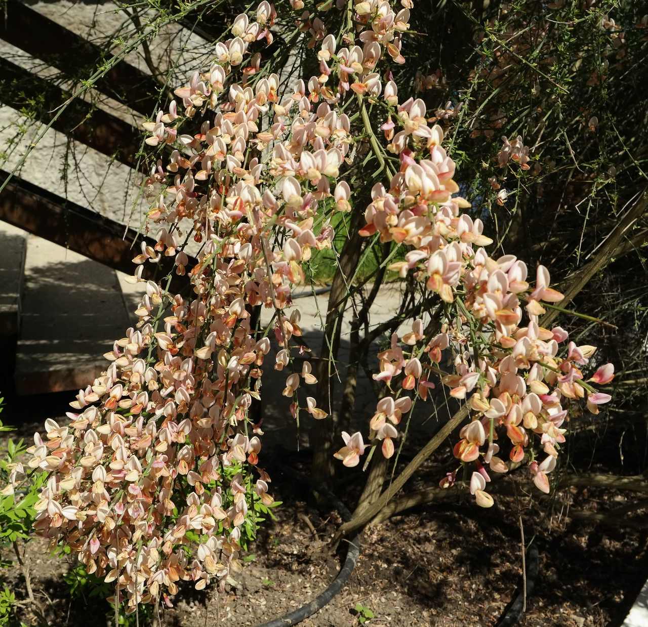 Image of Cytisus &times; praecox specimen.