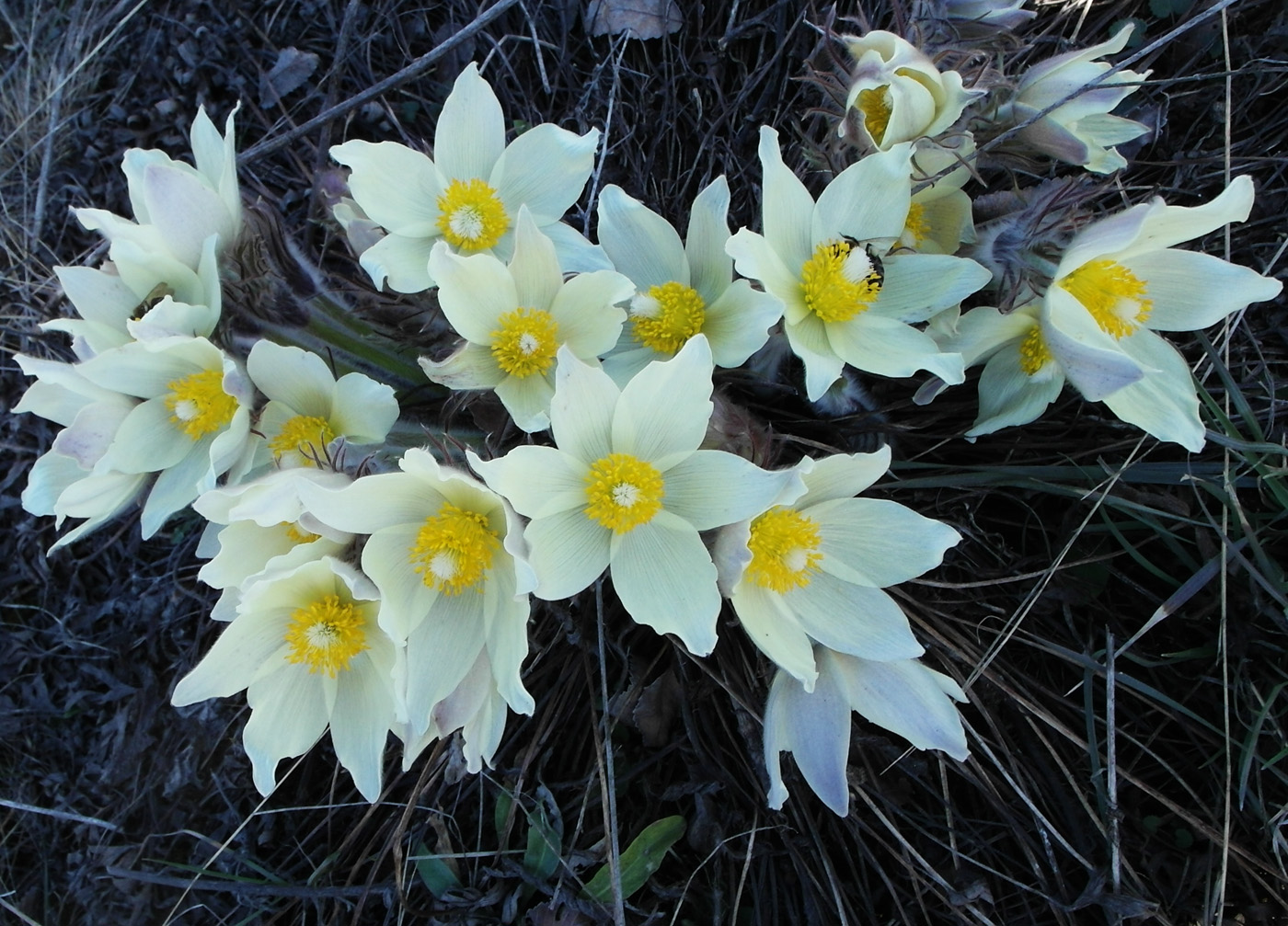 Image of Pulsatilla uralensis specimen.