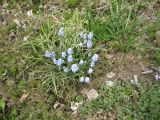 Смотреть изображение род Muscari