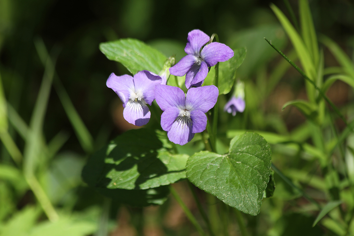 Изображение особи Viola ruppii.