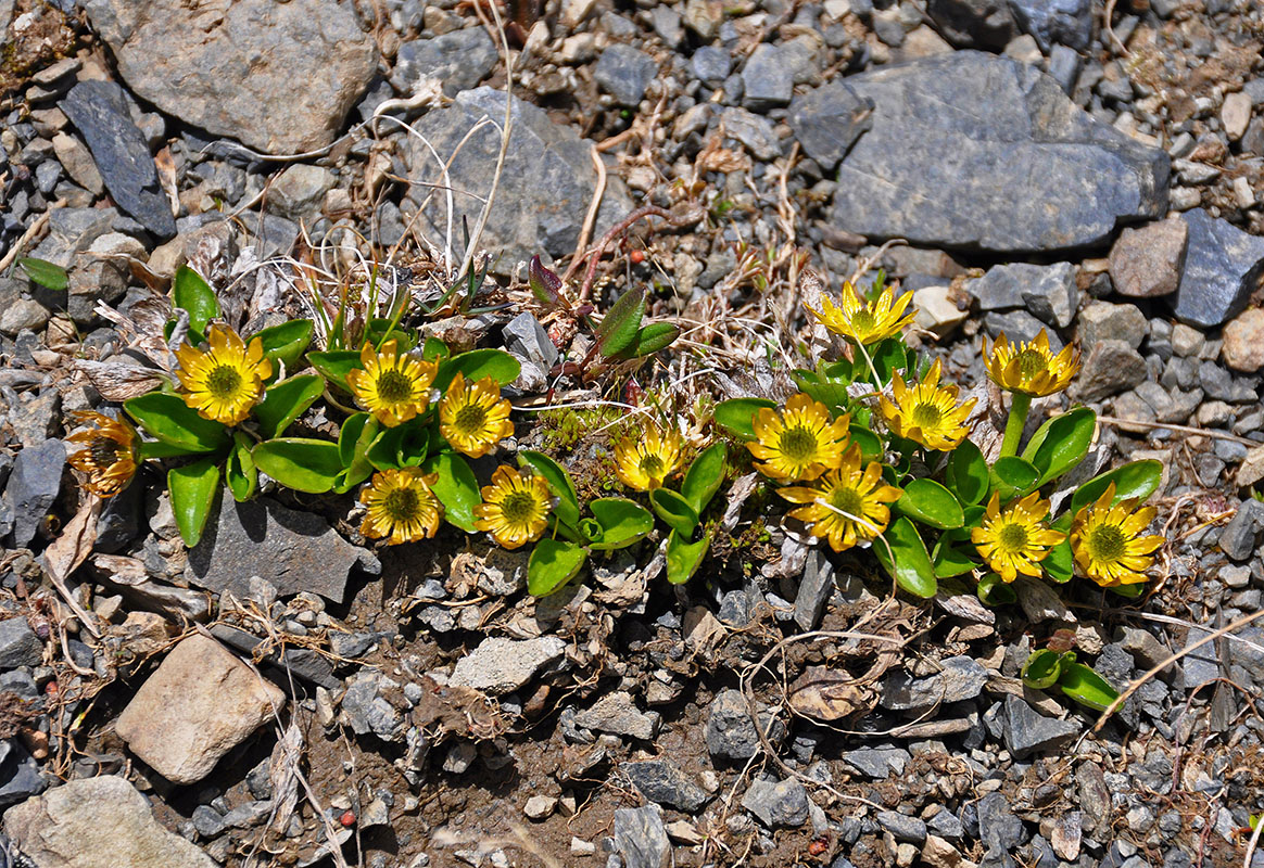 Image of Oxygraphis glacialis specimen.