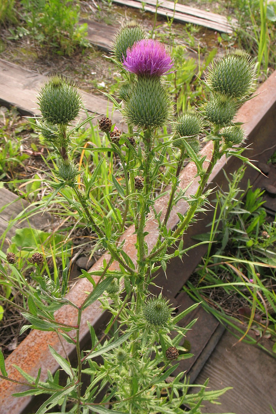 Image of Cirsium vulgare specimen.