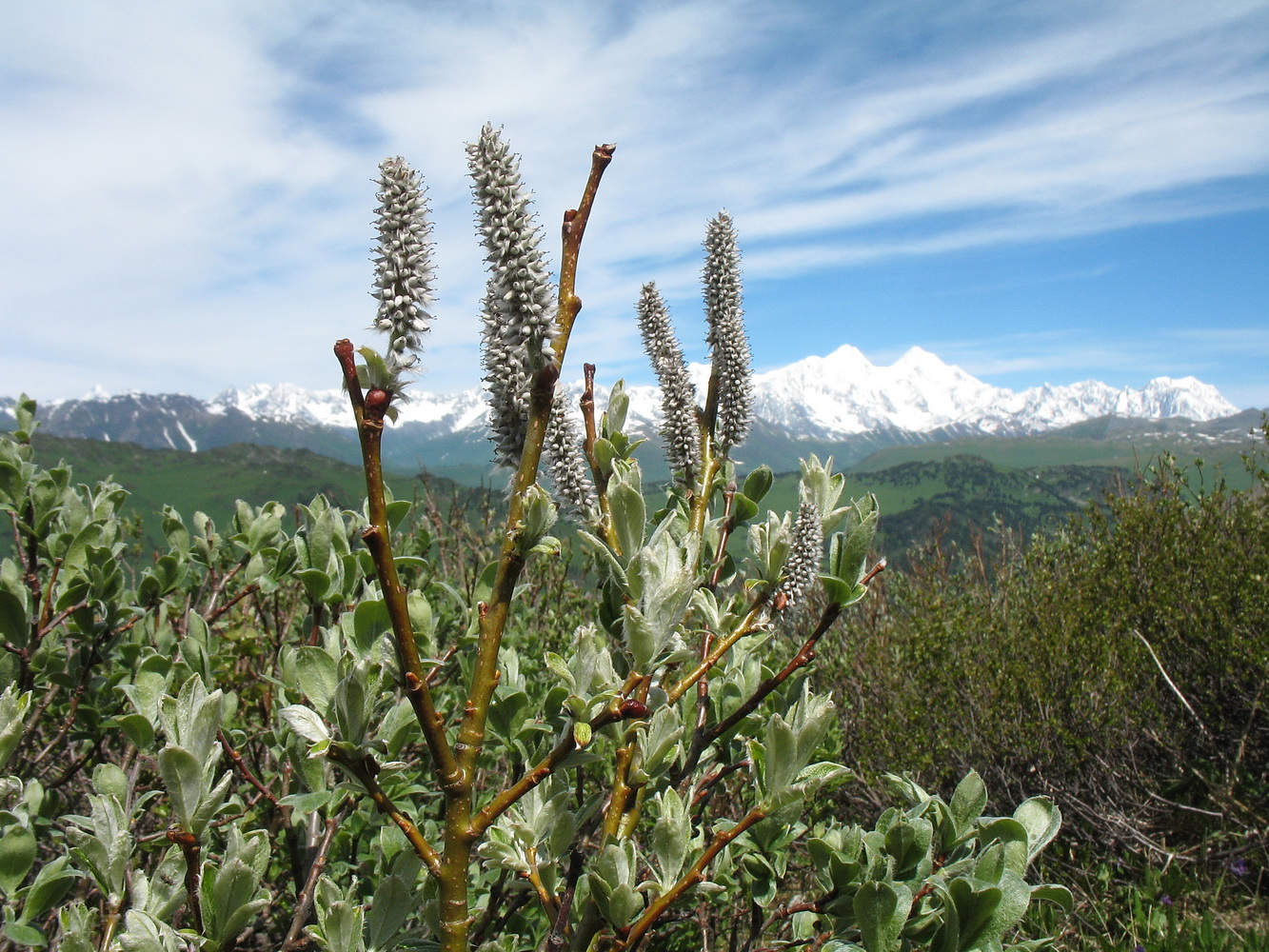 Image of genus Salix specimen.