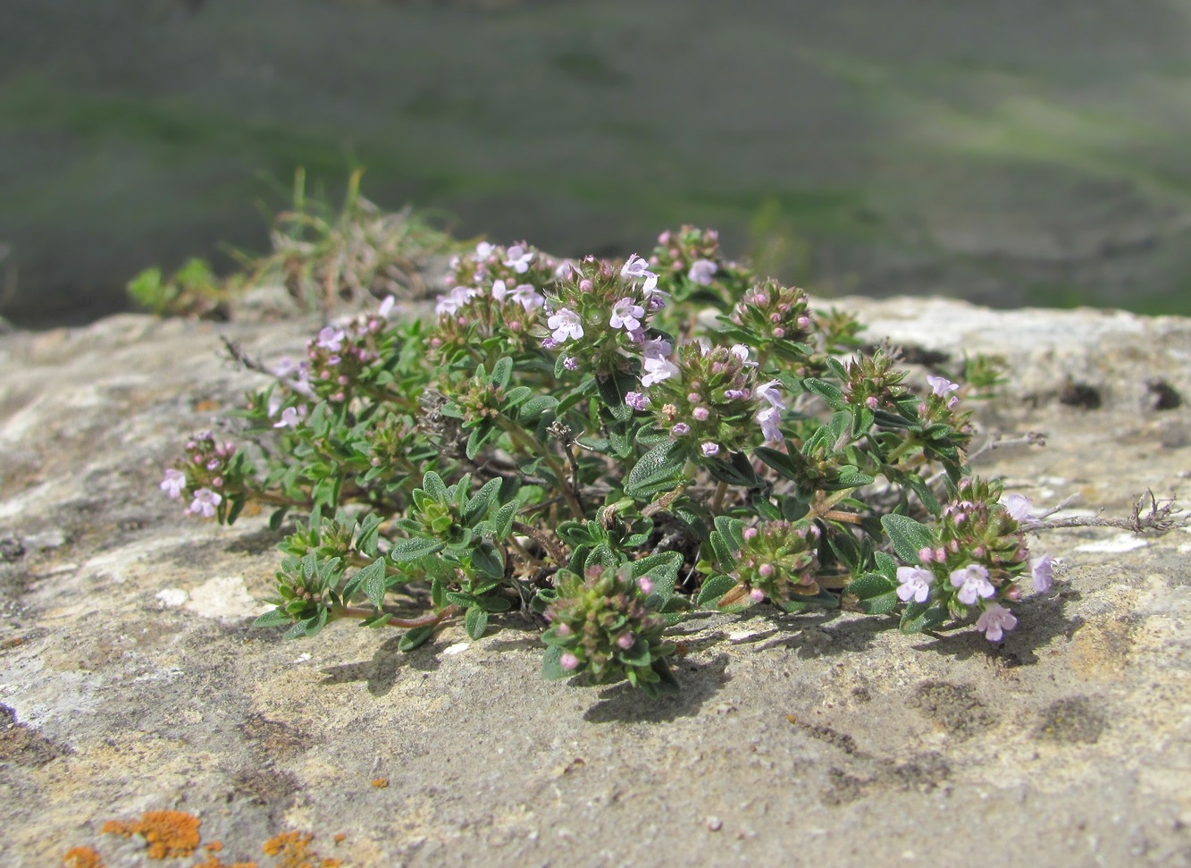 Image of genus Thymus specimen.