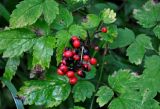 Actaea erythrocarpa