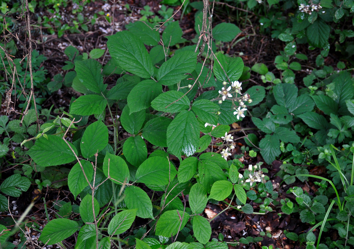 Изображение особи род Rubus.