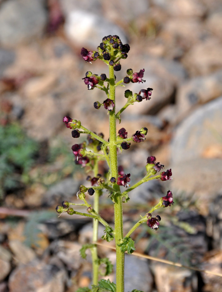 Image of Scrophularia incisa specimen.