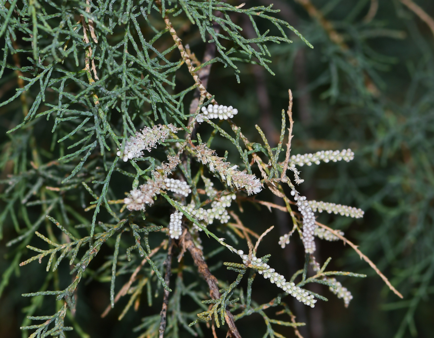 Изображение особи Tamarix canariensis.