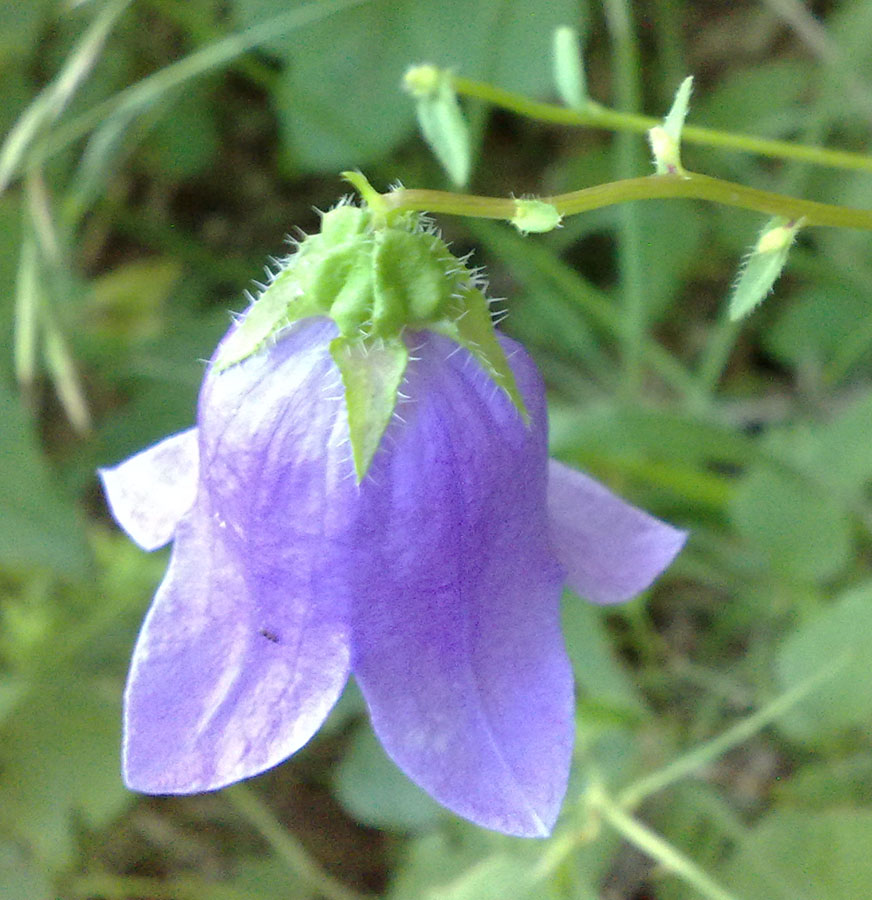 Image of Campanula longistyla specimen.