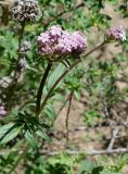 Valeriana dubia