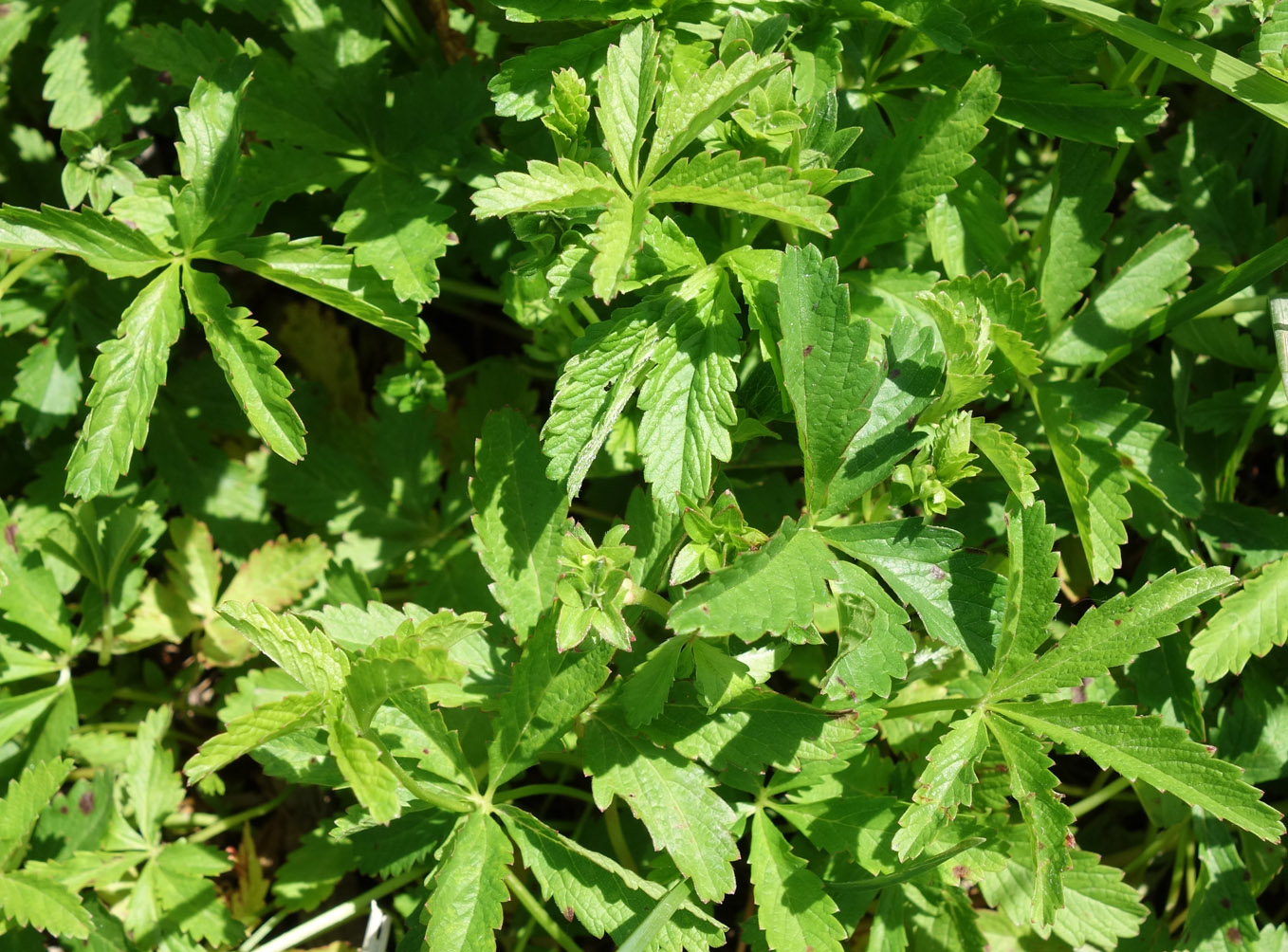 Image of Potentilla reptans specimen.