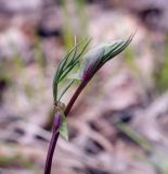 Lathyrus vernus. Верхушка вегетирующего побега. Пермский край, Оханский р-н, Кунчурихинский бор, берёзовая роща. 30.04.2020.