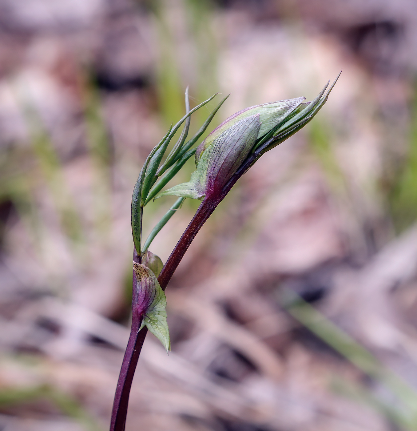 Изображение особи Lathyrus vernus.