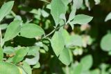 Salvia dolomitica