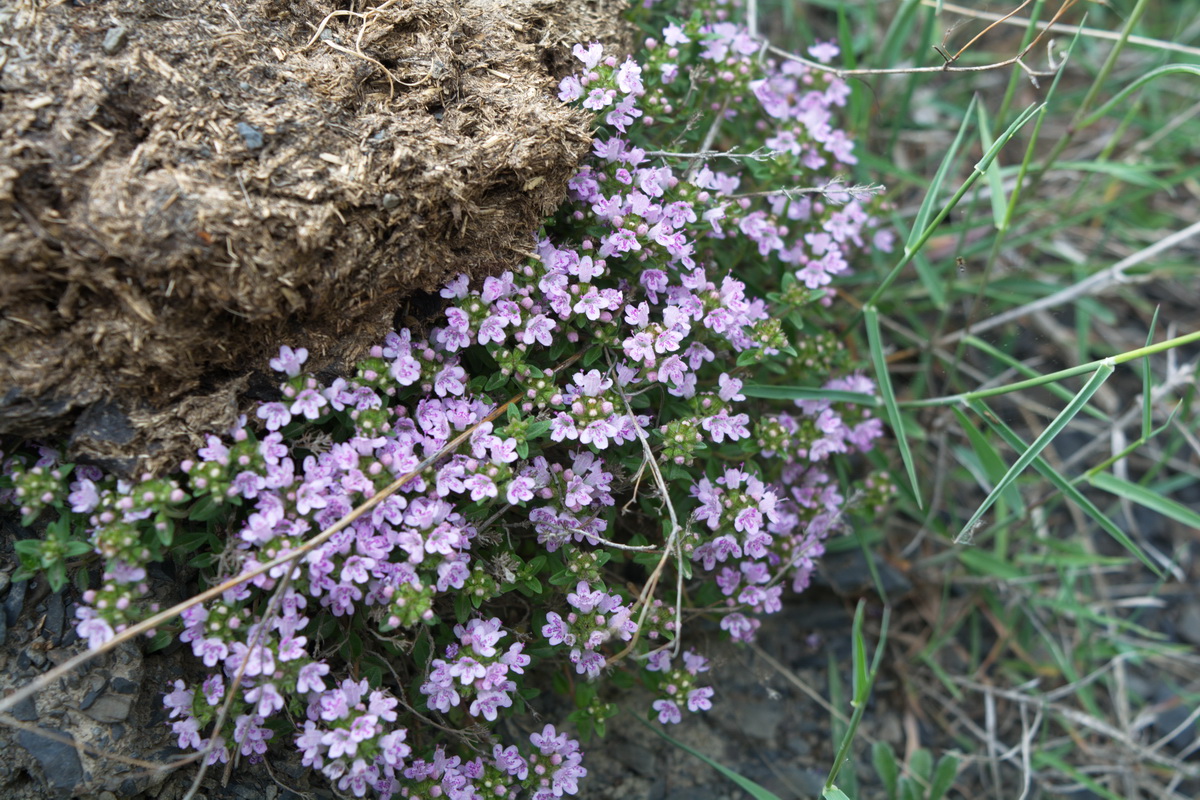 Изображение особи род Thymus.