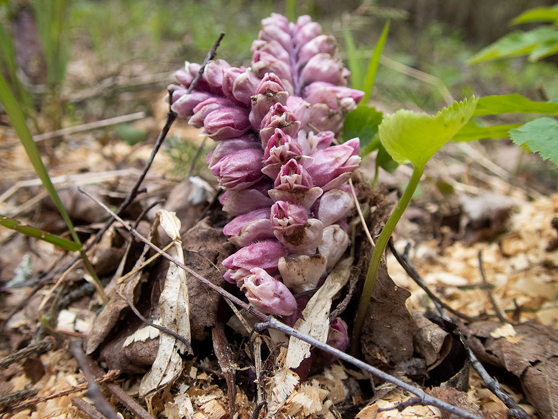 Изображение особи Lathraea squamaria.