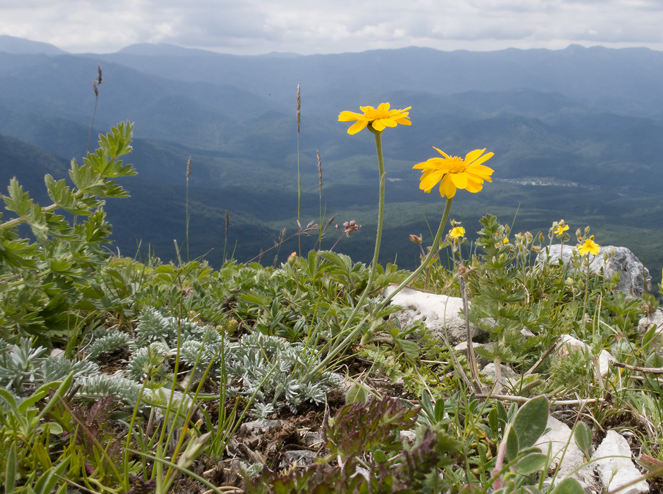 Изображение особи Anthemis marschalliana ssp. pectinata.