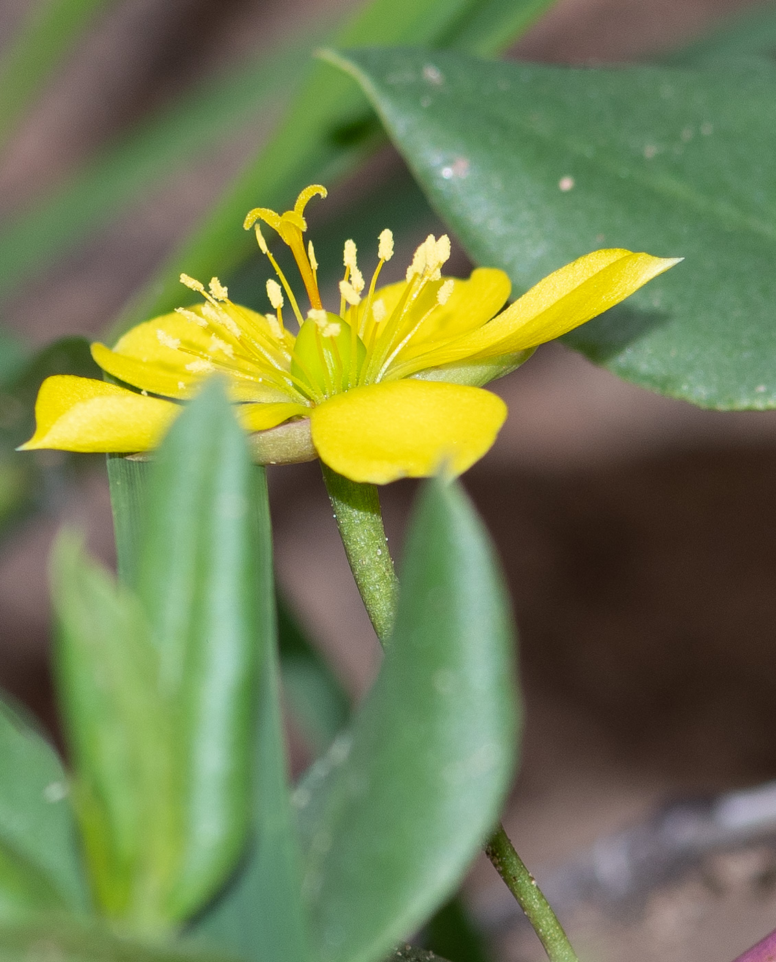 Image of Talinum caffrum specimen.