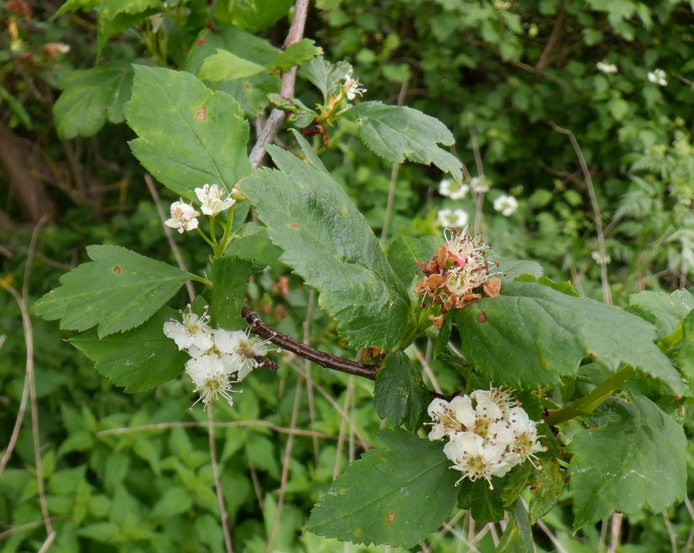 Изображение особи род Crataegus.