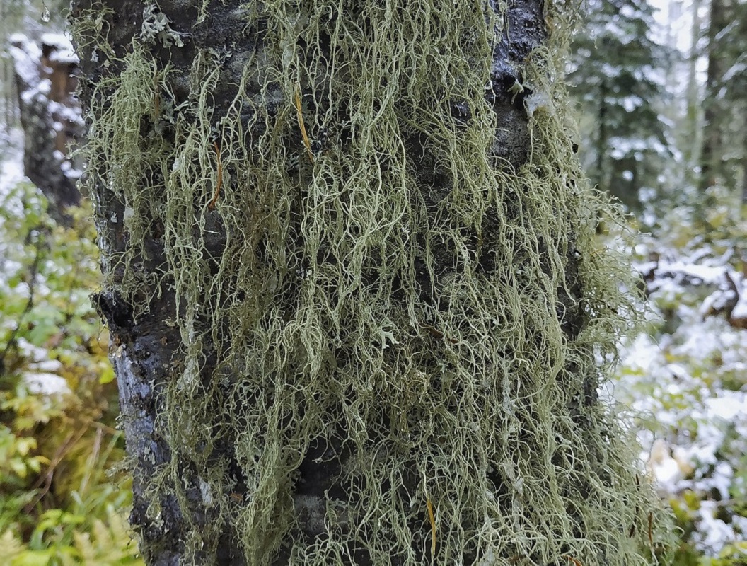 Image of genus Usnea specimen.