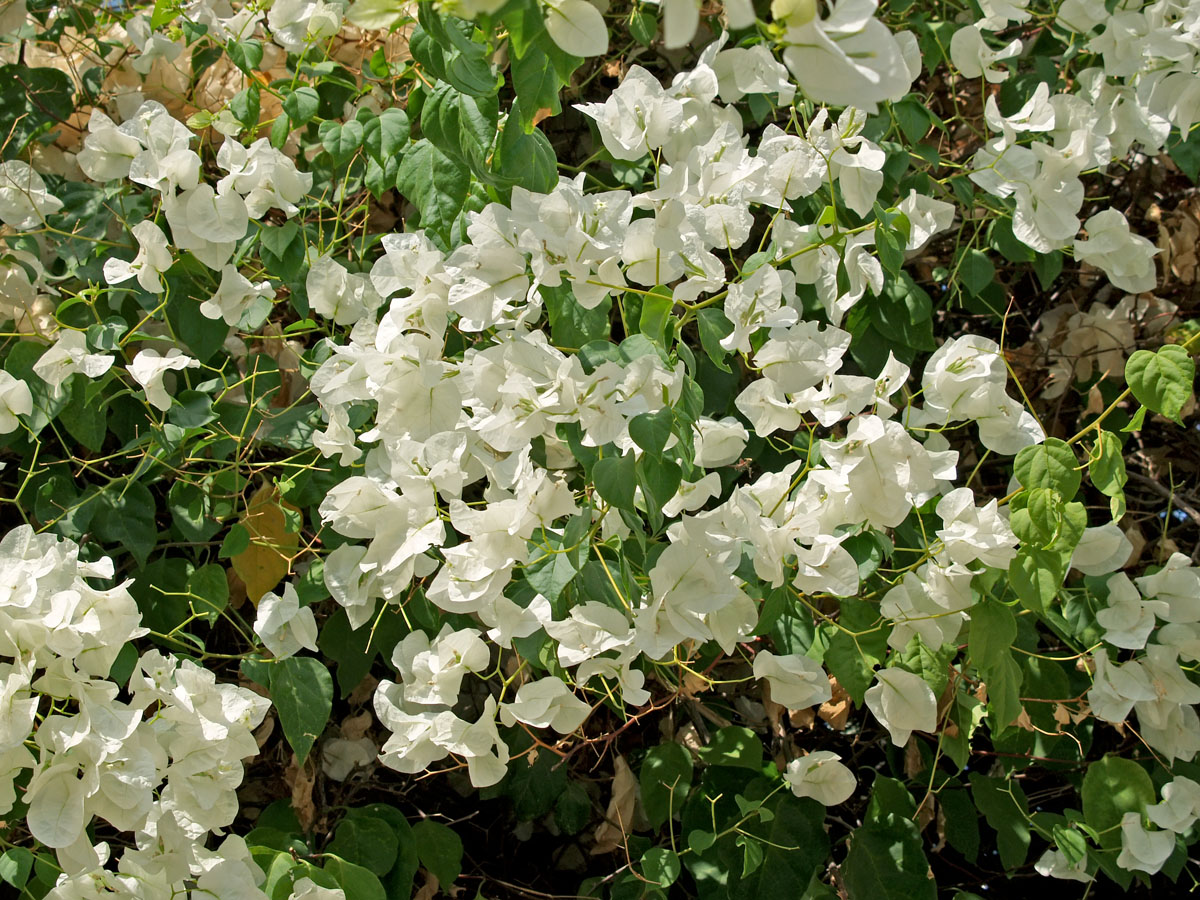 Изображение особи род Bougainvillea.