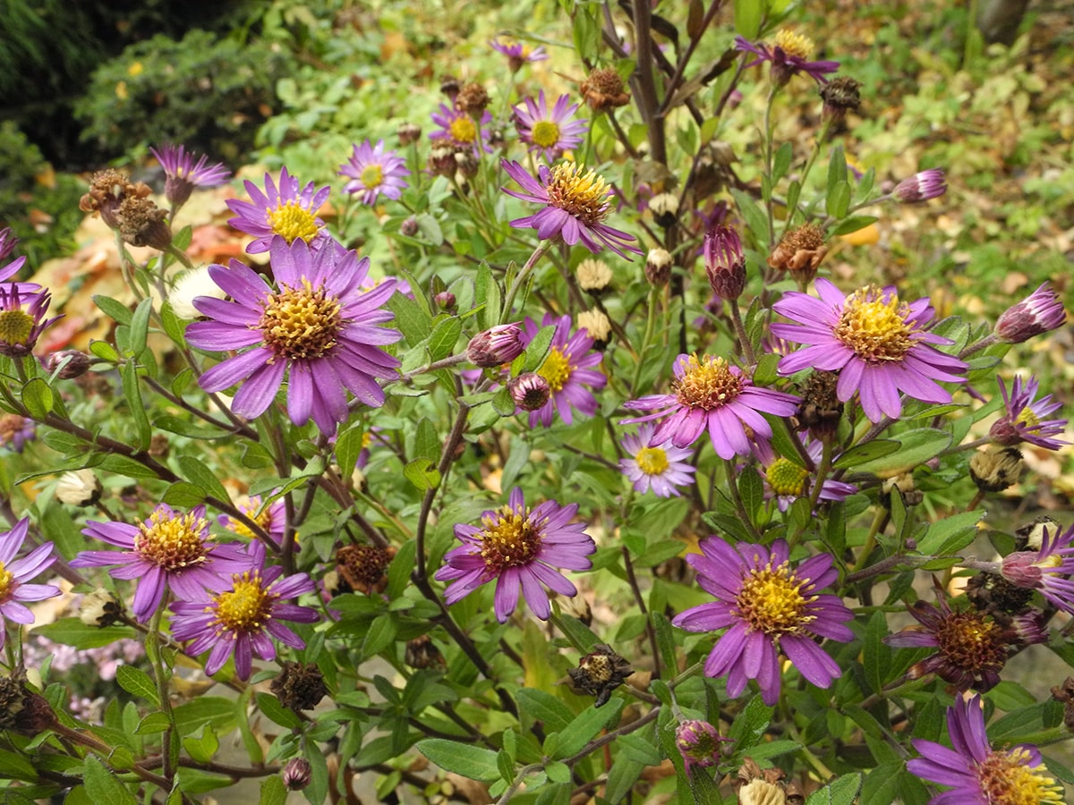 Image of Aster ageratoides specimen.