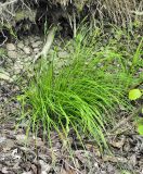 Carex augustinowiczii