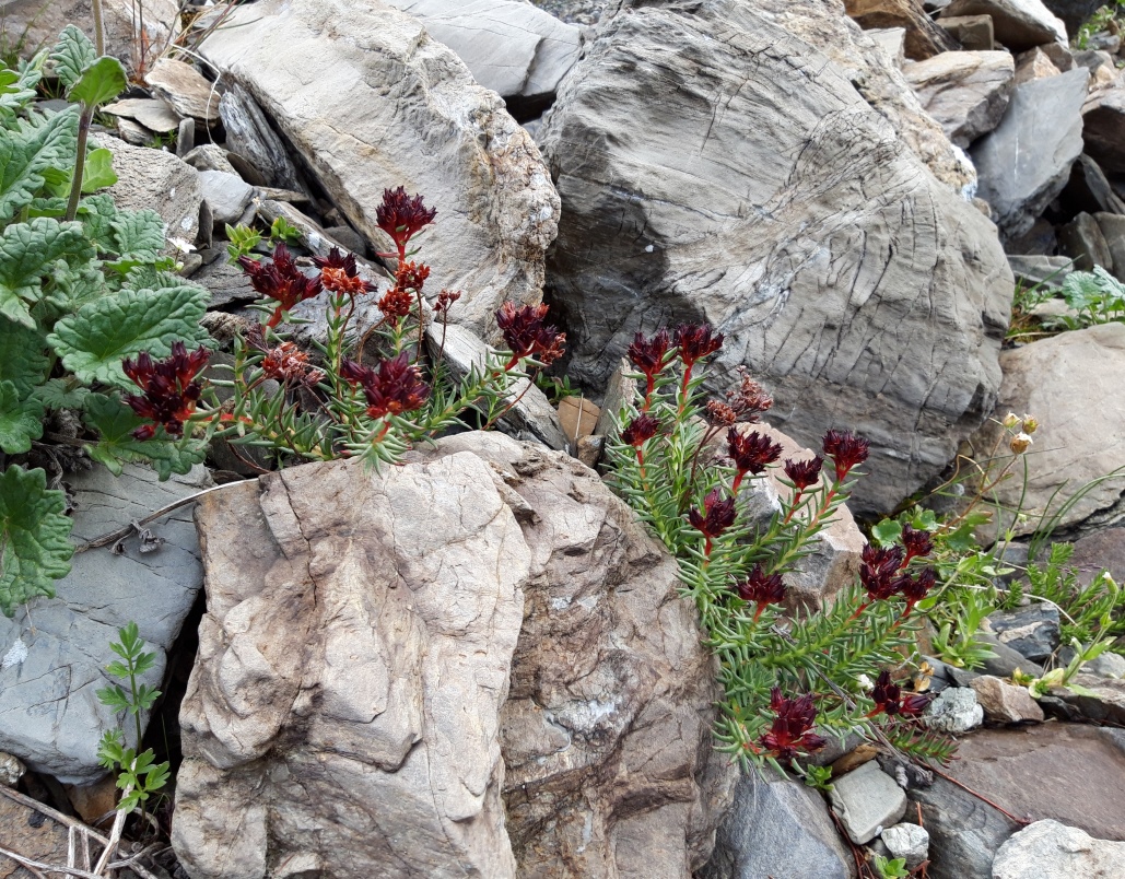 Изображение особи Rhodiola coccinea.