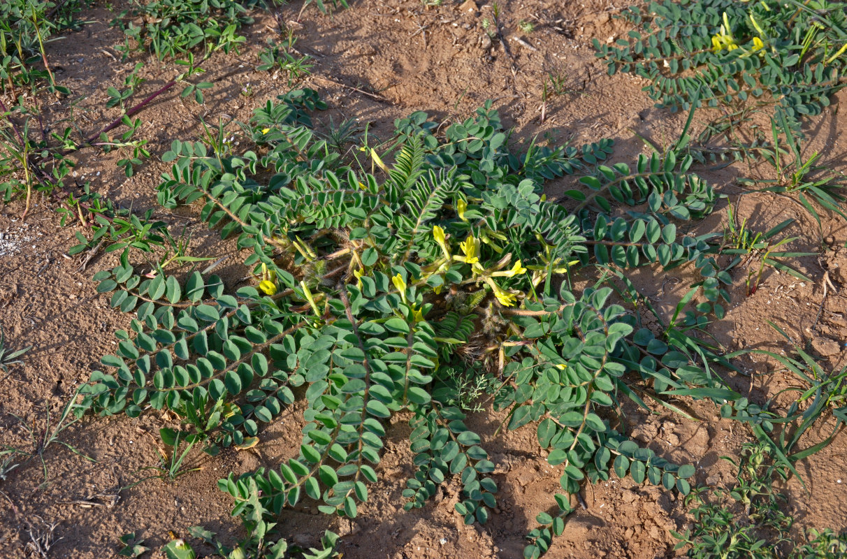 Изображение особи Astragalus longipetalus.