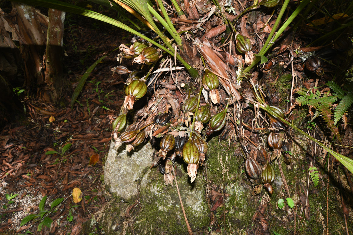 Изображение особи Sudamerlycaste ciliata.