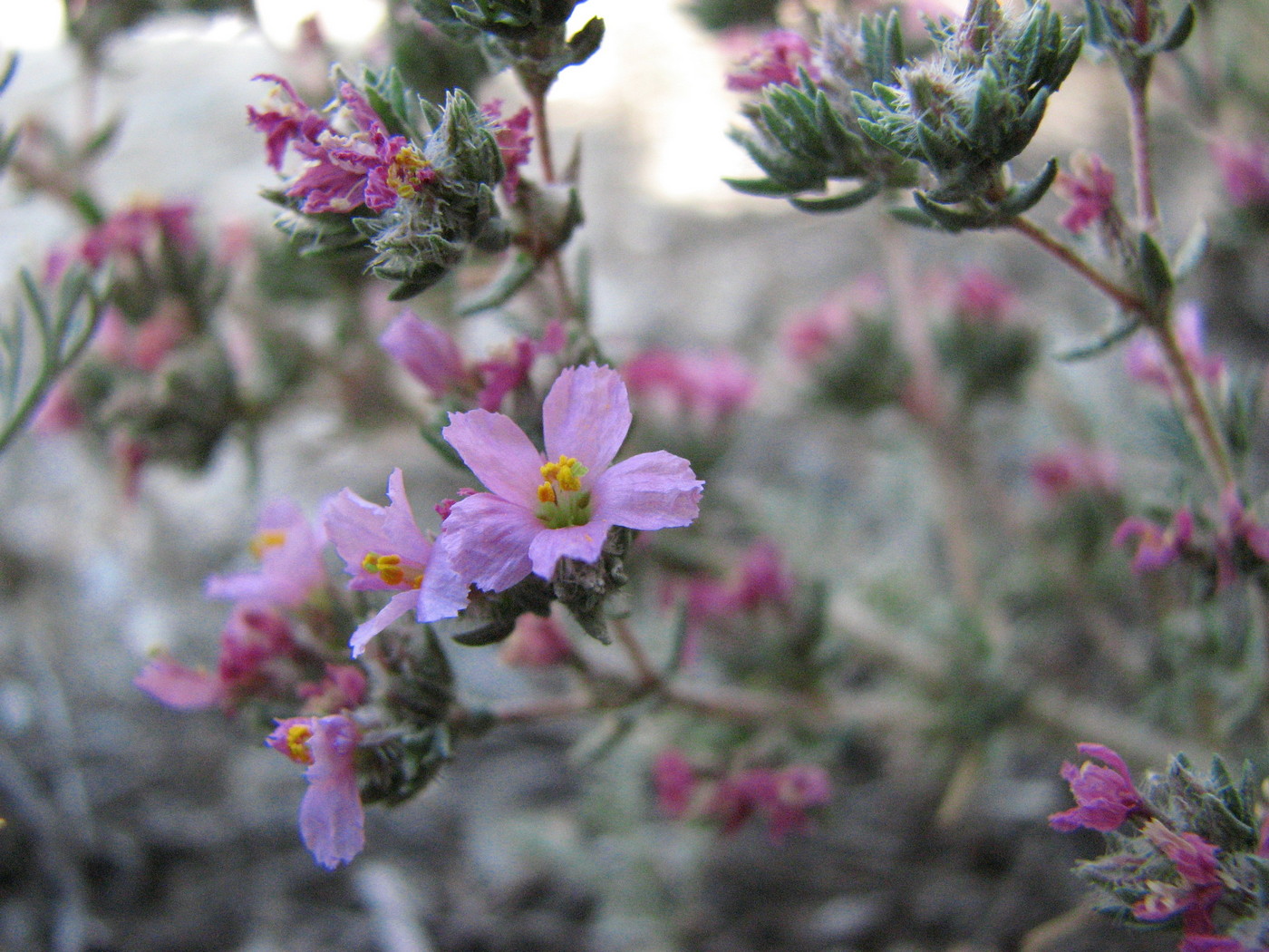 Image of Frankenia hirsuta specimen.