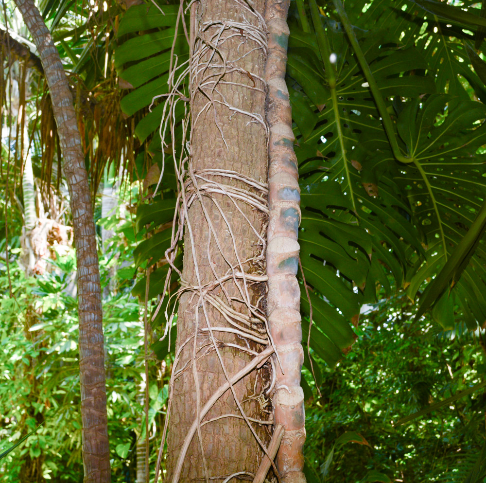 Изображение особи Monstera deliciosa.