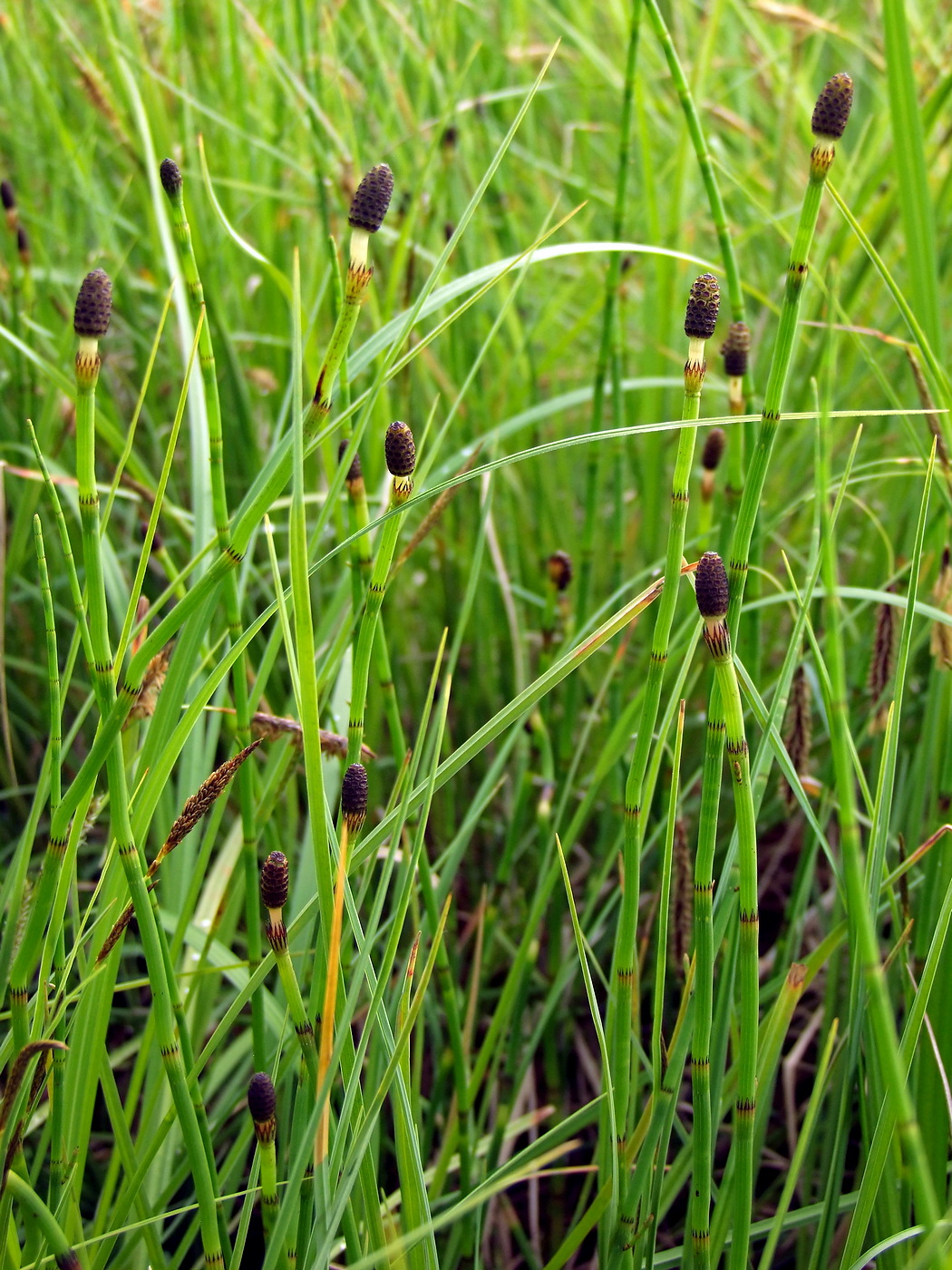 Изображение особи Equisetum fluviatile.