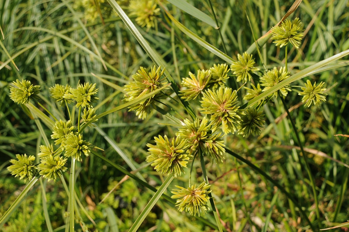 Изображение особи Cyperus eragrostis.